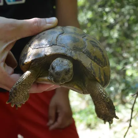 Host El Greco Vandrerhjem *