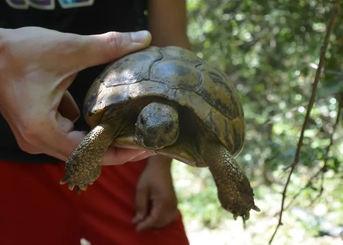 Host El Greco אכסניה *