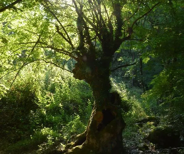 Host El Greco * קאלאבאקה