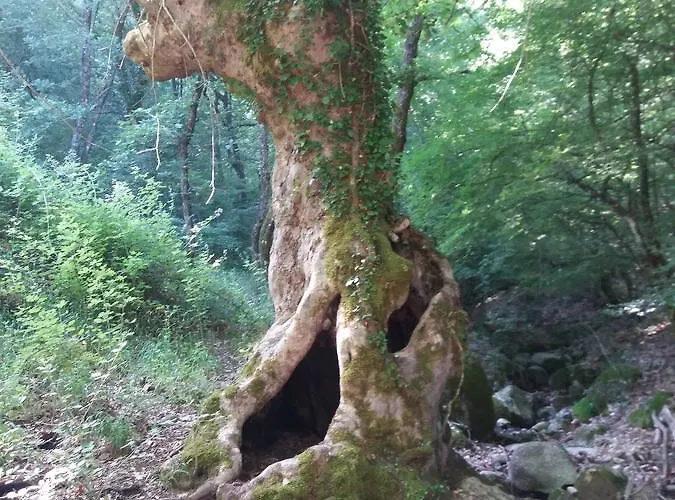 Host El Greco * קאלאבאקה